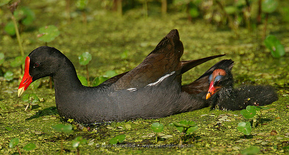 Moorhen with Young