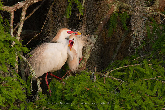Cattle Egret Courtship 2