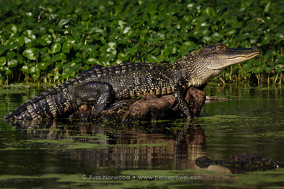 Gator, Sunning