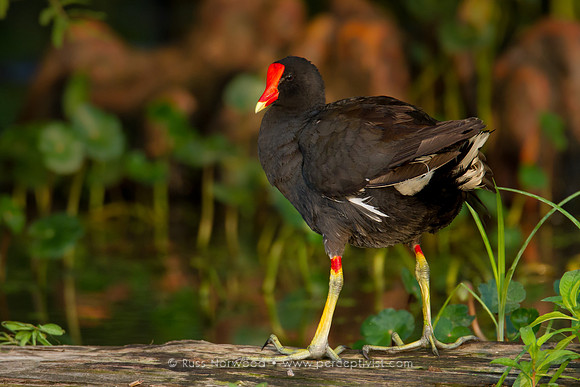Moorhen Preening