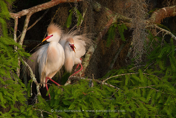 Cattle Egret Courtship 1