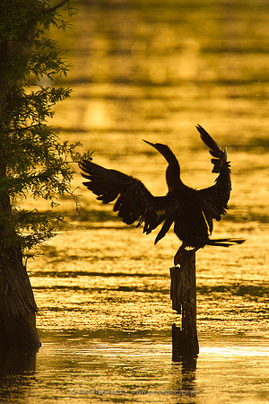 Anhinga Dawn Stretch