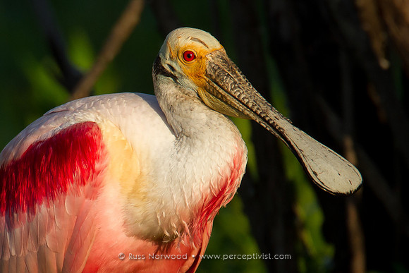 Spoonbill Portrait
