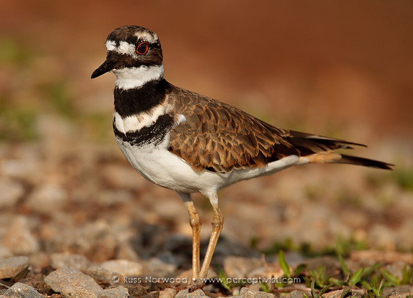 Killdeer