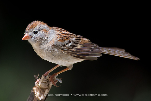 Field Sparrow