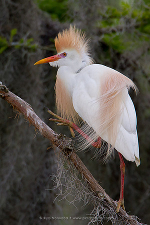 Marching Cattle Egret