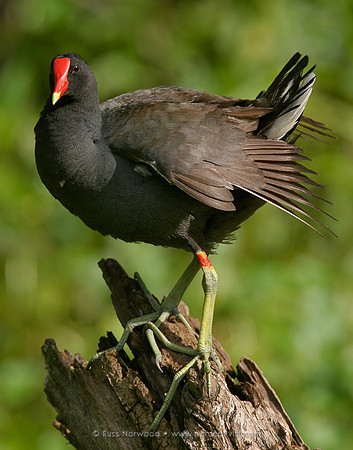 Moorhen