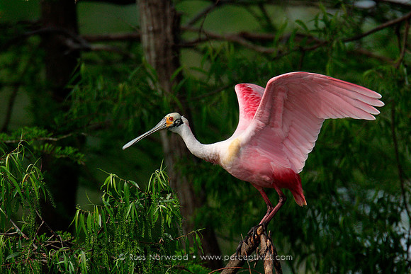 Spoonbill Hood Ornament