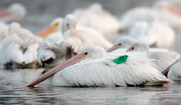 Tagged Juvenile White Pelican
