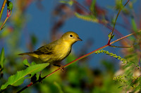 Yellow Warbler