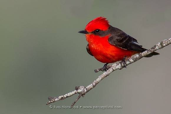 Vermilion Flycatcher