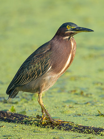 Green Heron Glare