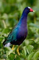 Alert Galinule