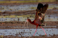 White Faced Ibis