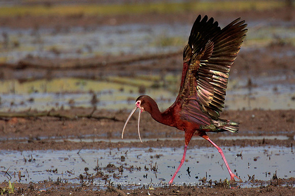 White Faced Ibis