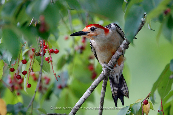Red Bellied Woodpecker in Wild Cherry