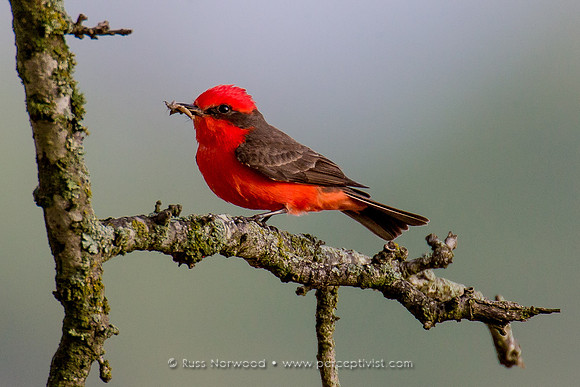Vermilion Flycatcher
