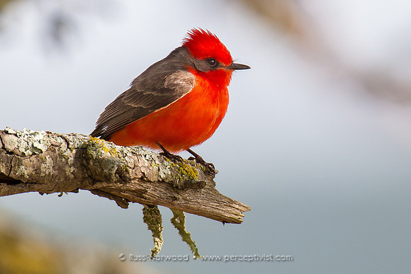 Vermilion Flycatcher