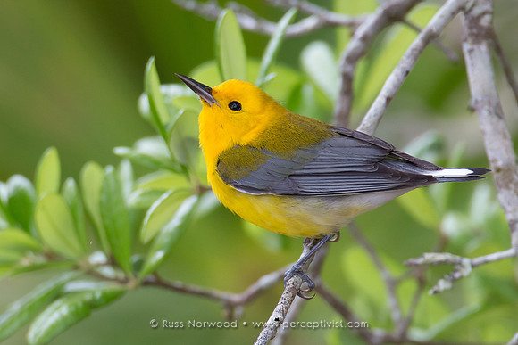 Prothonotary Warbler