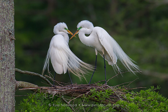 Nesting Great Egrets at Lake Martin