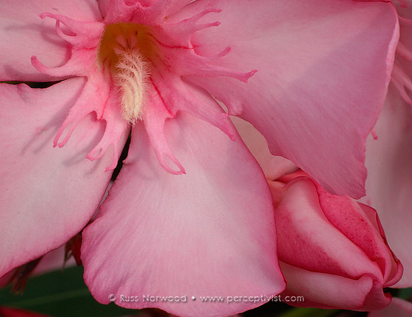 Oleander Bloom