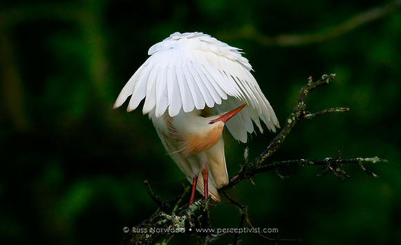 Cattle Egret Preening