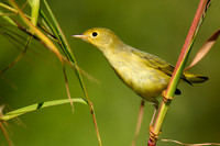 Yellow Warbler