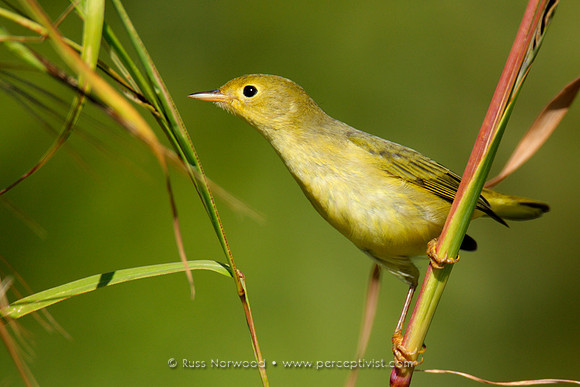 Yellow Warbler