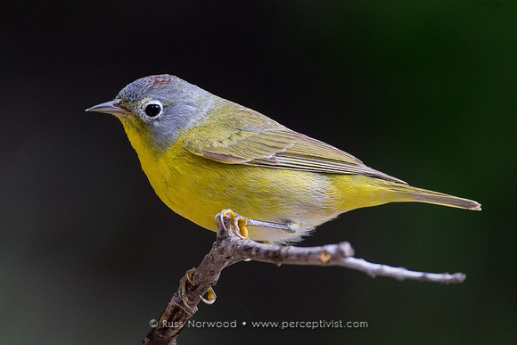 Nashville Warbler