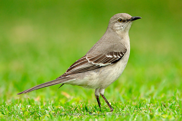 Northern Mockingbird