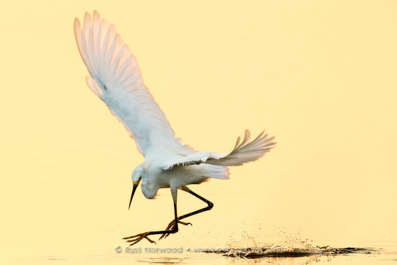 Dawn Ballet