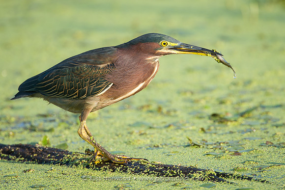 Green Heron with Fish
