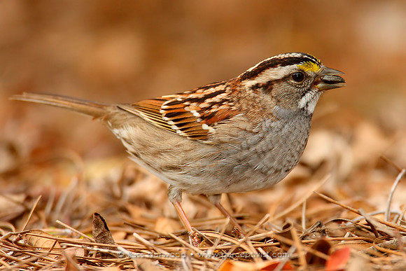 White Throated Sparrow