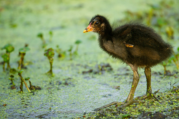 Moorhen Chick