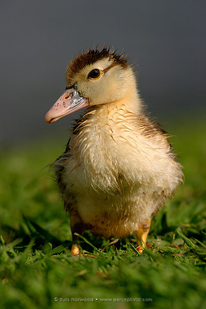 Duckling Hybrid