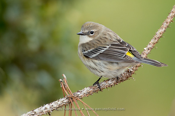 Yellow Rump Warbler