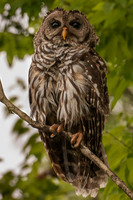 Barred Owl