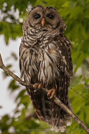 Barred Owl
