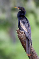 Anhinga
