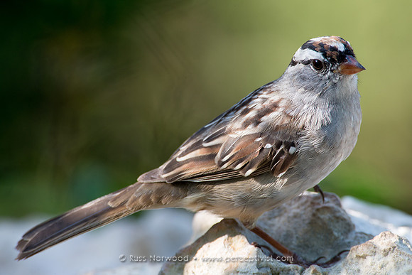 White Crowned Sparrow