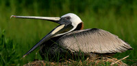 Brown Pelican Nesting