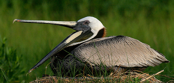 Brown Pelican Nesting