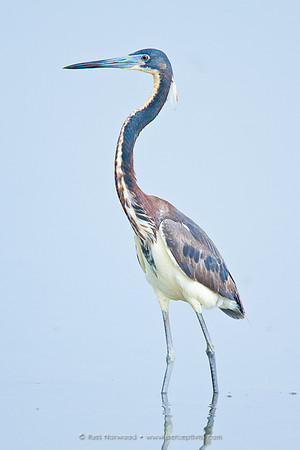 Tricolored Heron