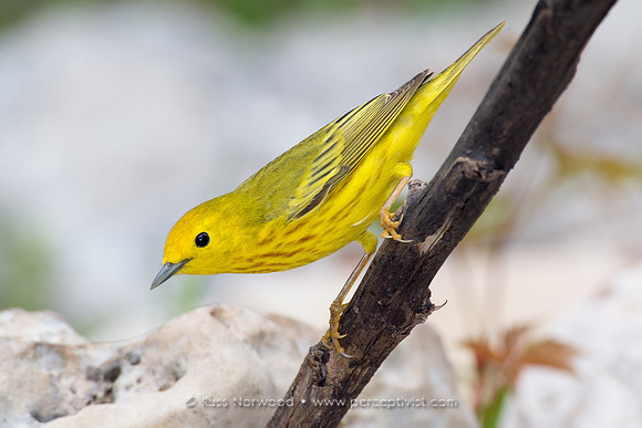 Yellow Warbler