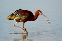 White Faced Ibis