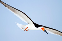 Banded Black Skimmer