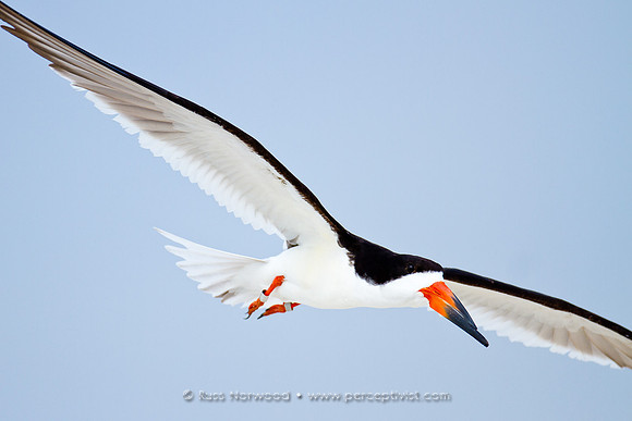 Banded Black Skimmer