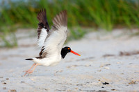 American Oystercatcher Takeoff