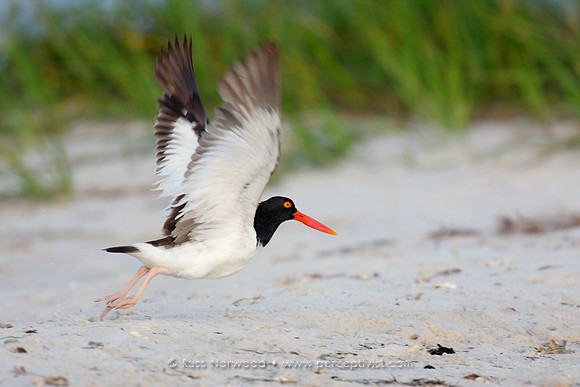 American Oystercatcher Takeoff