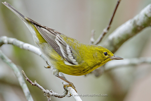 Pine Warbler